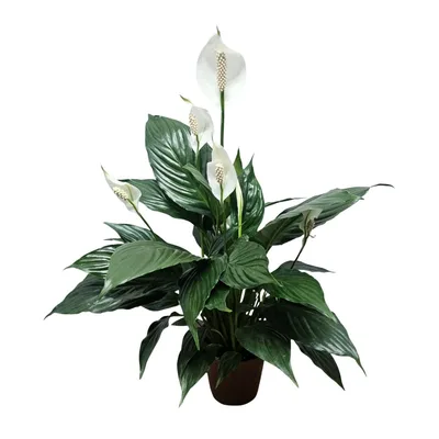 Lírio da Paz Muda Pequena Planta Natural para Ambientes Internos (1)