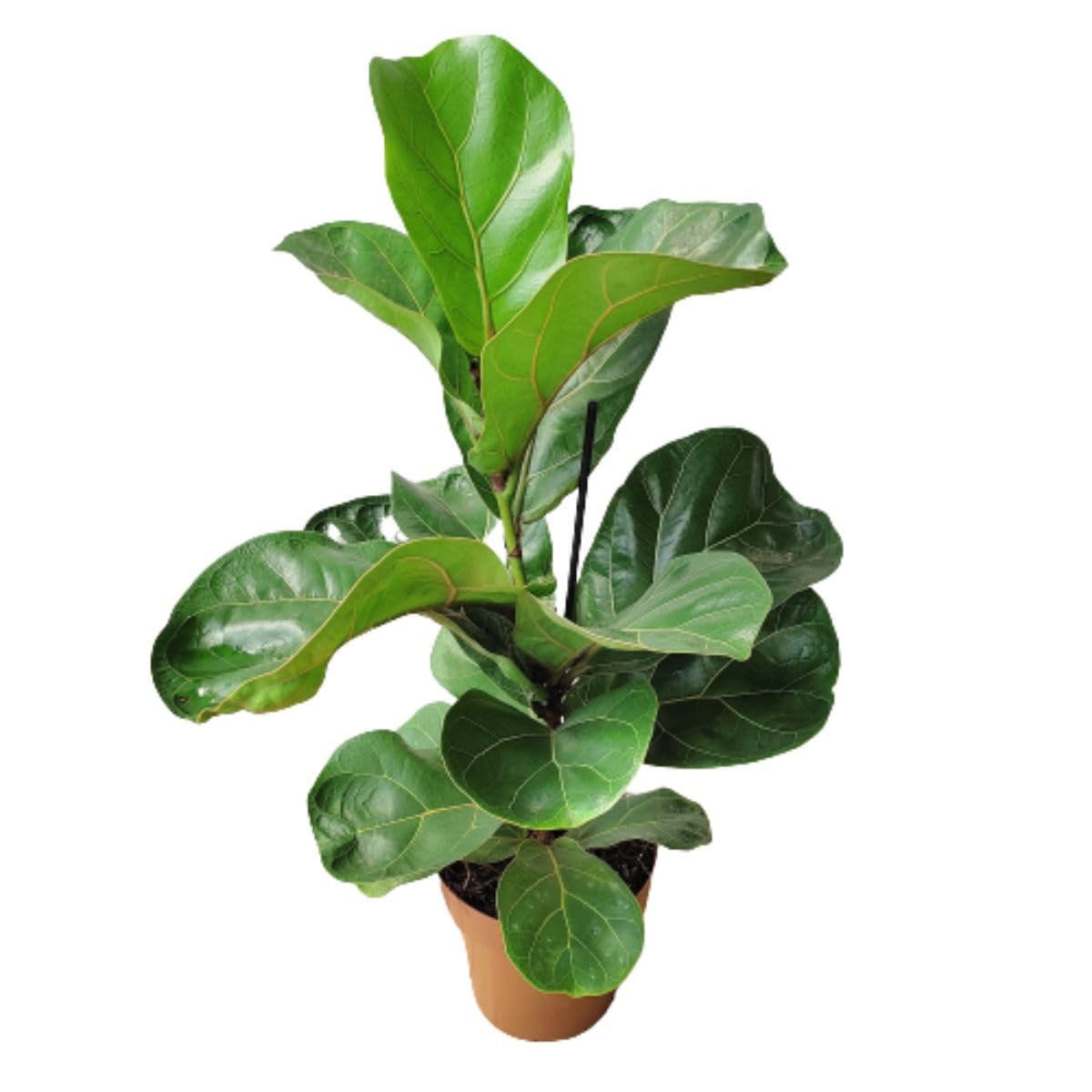Muda de Ficus Lyrata Bambino 50 cm Planta Viva Natural para Vasos