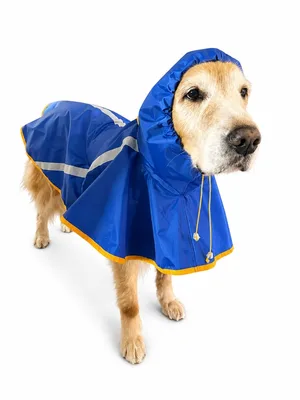 Capa de Chuva para Cachorro G2 em nylon emborrachado com capuz azul | Proteção completa,capuz funcional,ajustável,leve e resistente à água